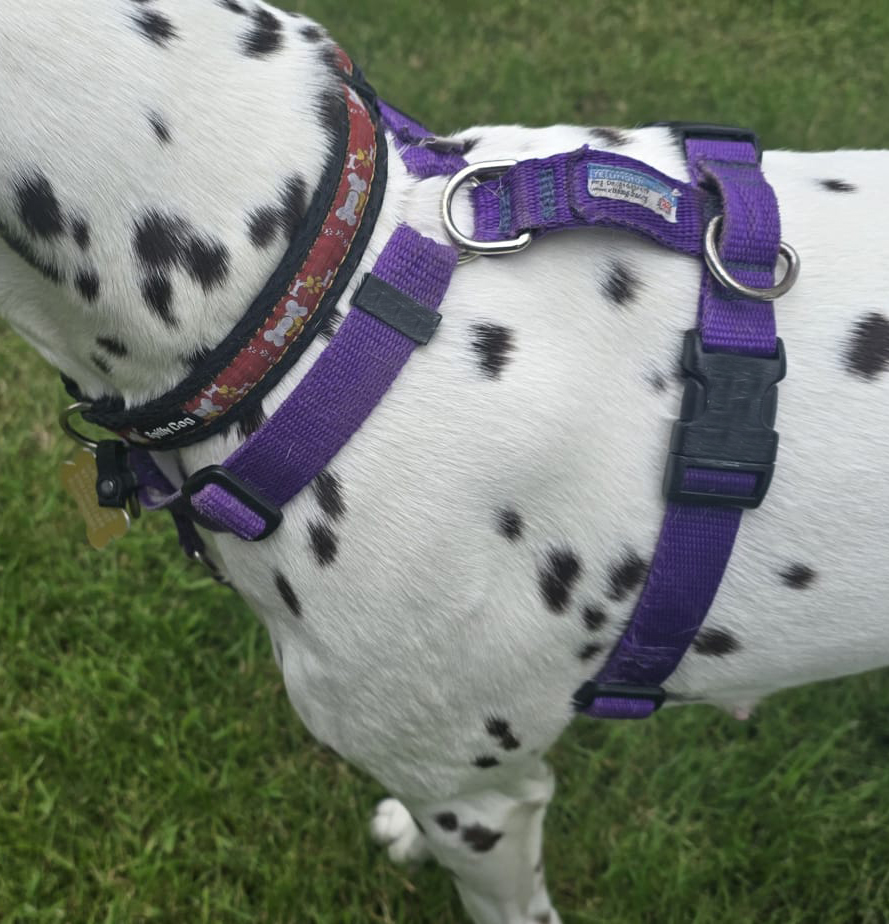 Tellington TTouch® Training Harness - Image 12