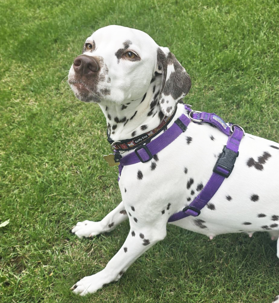 Tellington TTouch® Training Harness - Image 17