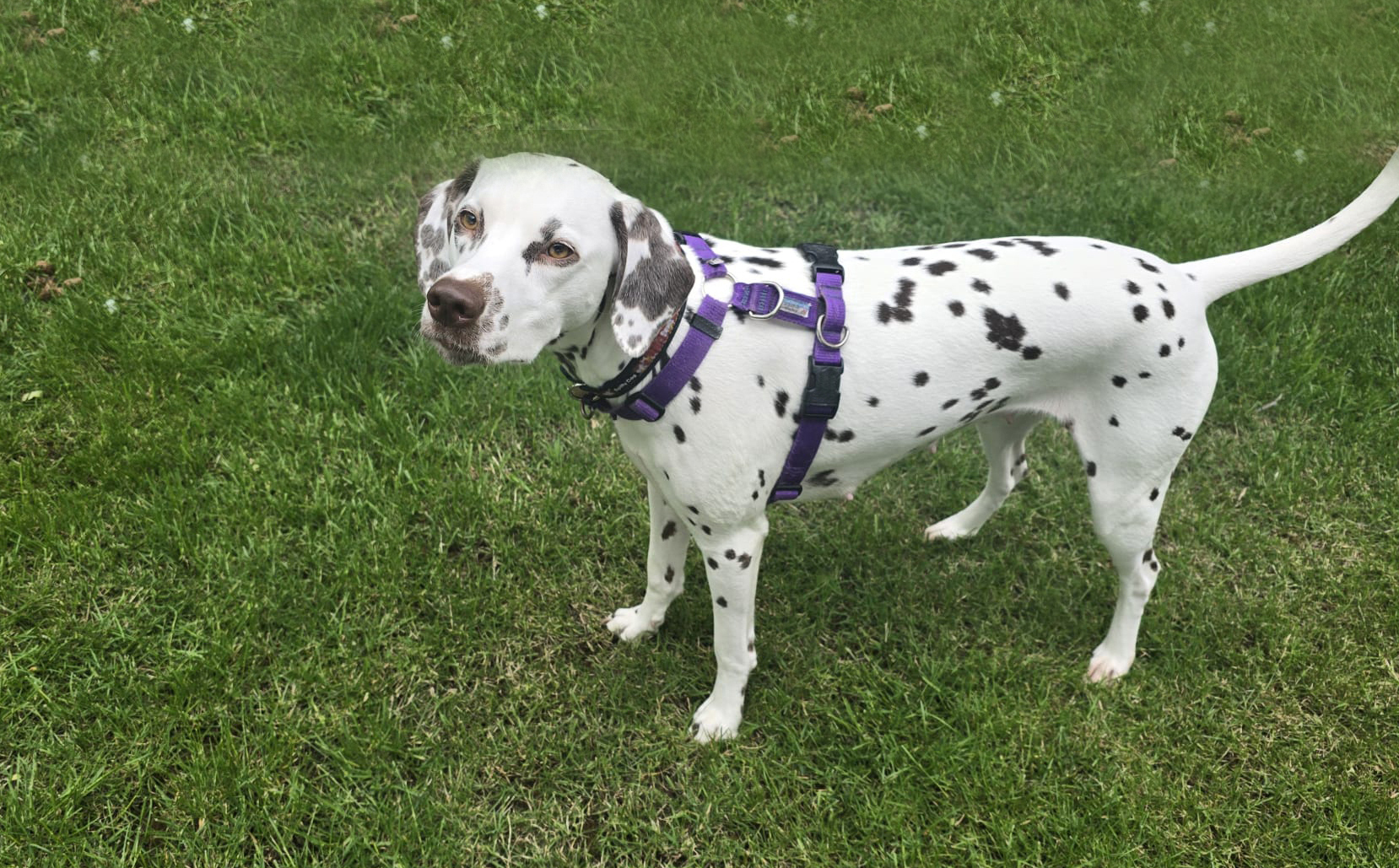 Tellington TTouch® Training Harness - Image 14