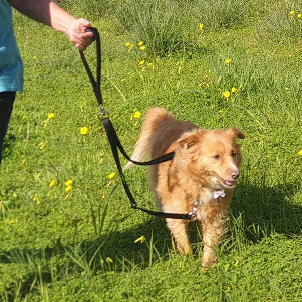 TTouch Harmony Leash (formerly Liberty Leash) – Xtra Dog Training