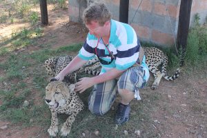 Working with a rescue cheetah in South Africa