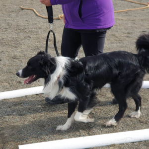 Dog Equipment