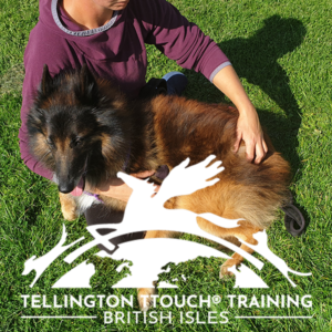 Tellington TTouch Courses