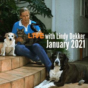 Interactive and Online Tellington TTouch® for Dogs Level 1 with Lindy Dekker – January 2021 (Europe/South Africa)