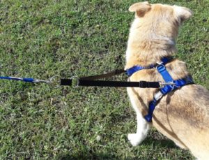 TTouch Connector – Xtra Dog Training