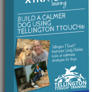 Build Calmness in Your Dog, mini course