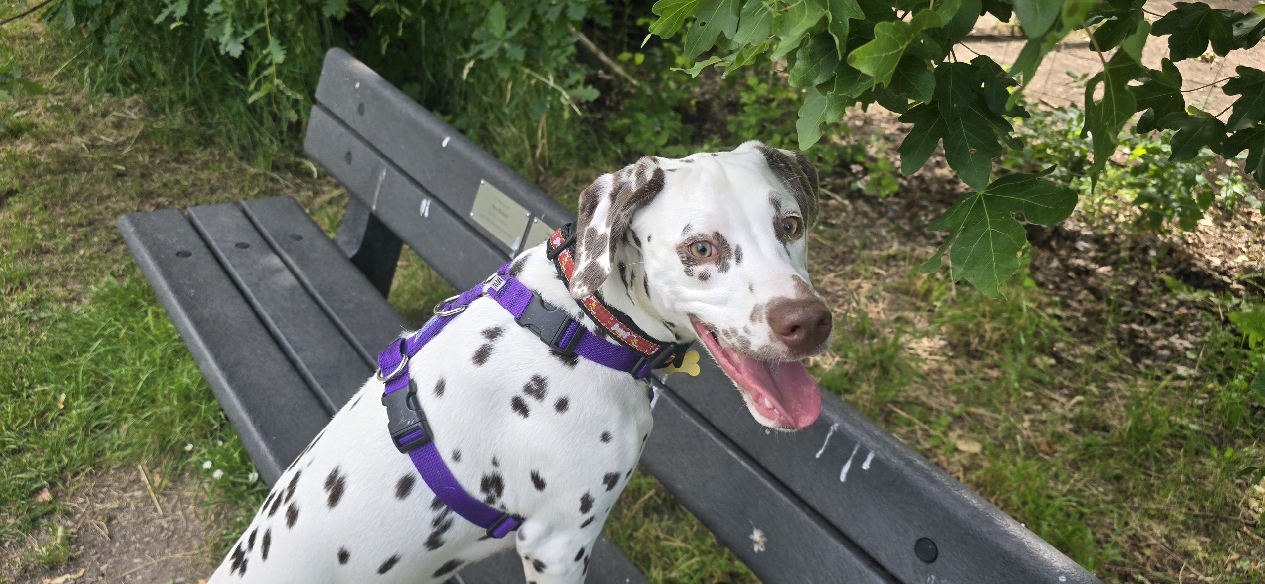 Tellington TTouch® Training Harness - Image 13