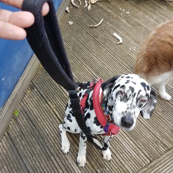Liberty Leash Pro deluxe